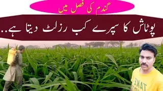 Potash spray benefits in wheat field |Potassium foliar spray application time and dose on wheat crop