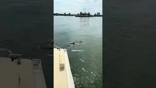 Dolphin Boat Tour 🐬🐳