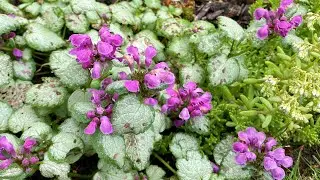 After Bloom Care and Improvement For Lamium Border (4K) - July 19, 2023