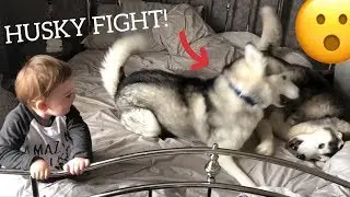 Husky Fight Scares Baby But Huskies Say Sorry And Make Baby Laugh Again! [READ DESCRIPTION]
