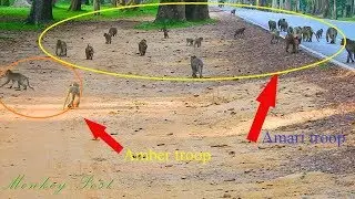 Amari troop try to escape from Amber troop / Monkey Post