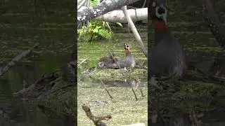 Little Grebe lovely Family at Marina Grove Singapore #wildlife #birds November 15 2025