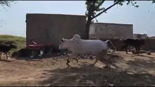 Full Athra bull masti