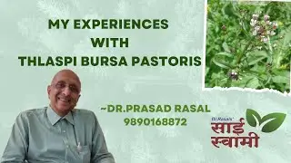 My Experiences with Thlaspi Bursa Pastoris...