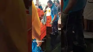 Exporting Tuna Fish...📍 Colachel Fishing Harbour, #shortvideo #viralvideo #trending #export #shorts