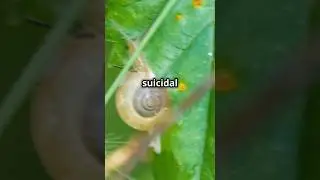 Mind controlling parasite gets snails hunted by birds! #parasite #snail #biology #fyp #viralshorts