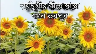 NutriCure is live!সূর্যমুখীর বীজ: বিস্তারিত তথ্য।Sunflower Seeds: Detailed Insights.#sunflowerseeds