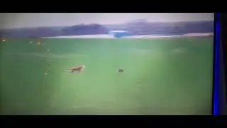 Preban hare coursing