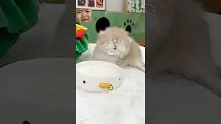 This adorable little kitten won't drink milk #shorts#cat