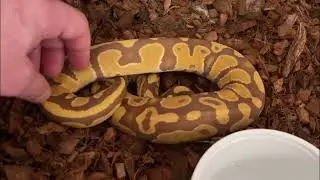 Ultramel Ball Pythons