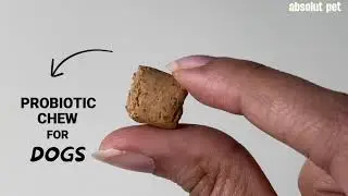 What are probiotic chews for dogs? || Absolut Pet