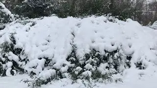 My Bamboo vs Heavy Snowfall - What I Do During Winter