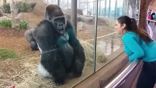 When Gorilla Deserves an Oscar for Best Comedian 🏆😂 Funny Animal Videos
