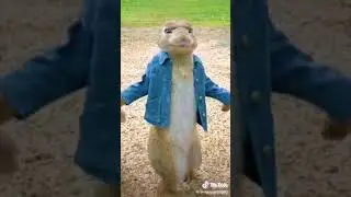 Rowdy baby tamil song with squirrel😍😍