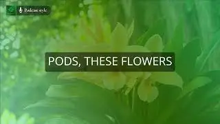 Did You Know Vanilla Comes from Orchid Plants