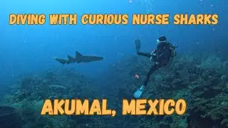 Diving With Curious Nurse Sharks, Akumal, Mexico