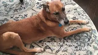 Circle of Privacy