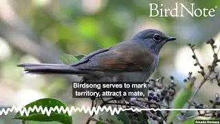 Song of the Mountains: The Brown-backed Solitaire