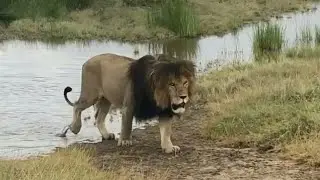 Big Male Lion | Beautiful Black Maned Male | Handsome and Muscular