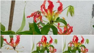 Gloriosa lily/Flame lily/ Agnishikha /Kalalawi @sweet little garden