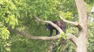 Large black bear spotted in tree in Washington, DC