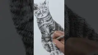 How to draw realistic cat fur with ink pens! #drawingtutorial #howtodraw #ink #fineliner #realistic