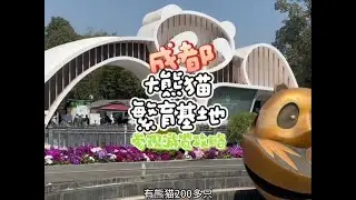 成都大熊猫繁育基地参观攻略 成都大熊猫基地一定是不能错过的一站，今天我带您把这儿好好转转明白，开启一个和圆滚滚们的萌翻天之旅#成都大熊猫繁育研究基地 #大熊猫 #熊猫基地看熊猫 #国宝熊猫 #来这吸