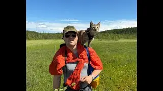 Cats Aku & Iines visiting Suurisuo swamp area (Janakkala, Suomi / Finland) 29.06.2024. Kissat suolla