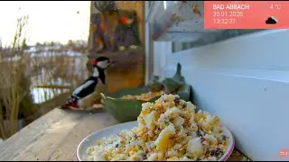 31.01. Fenster zur Ruhe 🐦 Gartenvögel live im Januar