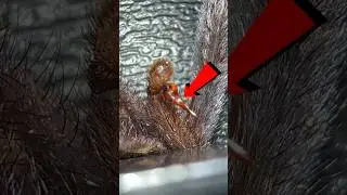 Это паук&hellip;