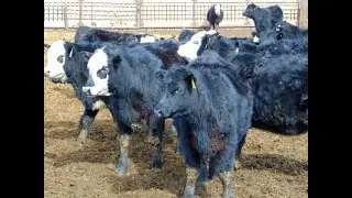 Leon Torkelson 750# Black Angus/Black Angus X Heifers