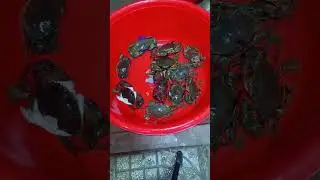 Cua cốm c&agrave; mau xin ch&agrave;o c&aacute;c bạn #cuacomcamau #cuacamau #fishing #food #mientay #seafood #crab