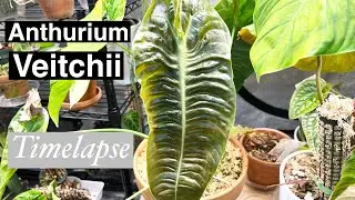 Anthurium Veitchii Growth Timelapse