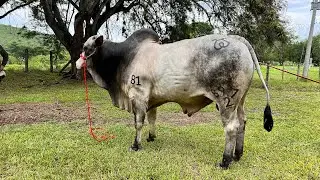 NEROLE  deber&iacute;a ser tu raza FAVORITA