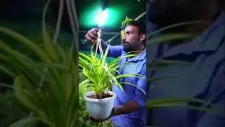 Best Basket Plant (Pandanus) l Fast Growing Plant? 🌱😍 l #shorts #ytshorts #yt #dildeshi