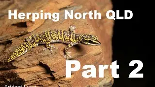Herping the black soil (North QLD Part 2) Australia