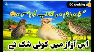 Batair new Awaz suba k liye, common quail voice for morning 