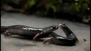 Salamander Courtship - Plethodon shermani phermone delivery