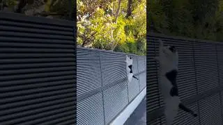 Watch My Wall-Climbing Mastery! #japan #tokyo #love #cat #cats #care #cutecat #cute #catlover #climb