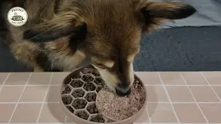 Dog Eating ASMR | Calm Daily Feeding Sounds (Wet & Dry Food)
