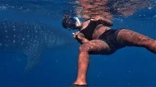 Why diving in Tofo, Mozambique is the best in the world