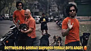 Rottweiler Malhar & German Shepherd Female Both Angry On Each Other | Day-605