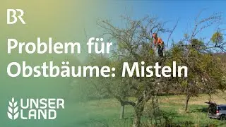 Problem: Misteln auf Obstbäumen  | Unser Land | BR Fernsehen