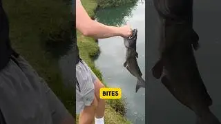 Рыбалка на куриную печень для ловли СОМА!! 🎣 #шорты