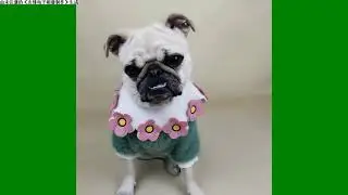 Six Pets Dog Fancy Clothes Dresses swaters for samll dogs fashion show Geena Bonita