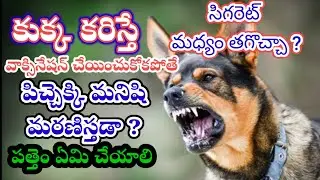 What to Do If a Dog Bites: Essential Tips for Pet Owners in telugu | manyam official