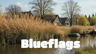GFTM Studios - Blueflags (Lyric video) | Pop, Funk | Lyrics by W C Williams | Famous Poems
