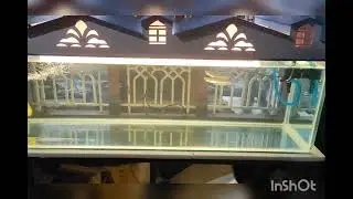 5 ft Arowana tank system with two Arowanas🐟🐟...