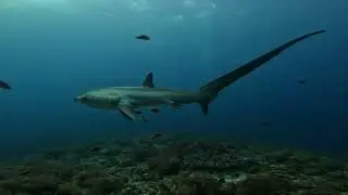 Thresher sharks - Kimud Shoal, malapascua December 2025
