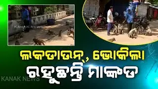 Nrusinghanath Temple Administration Providing Foods To Monkeys Due To Lockdown